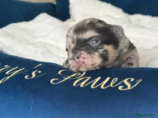 French Bulldog dogs for sale: ๐ค๐๐ญ๐ฎ๐ง๐ง๐ข๐ง๐ ๐
๐ฅ๐ฎ๐๐๐ฒ ๐๐ซ๐๐ง๐๐ก๐ข๐๐ฌ - Advert 1