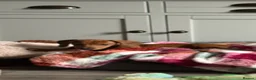 Miniature Dachshund dogs for sale: Miniature Dachshund  - Advert 6