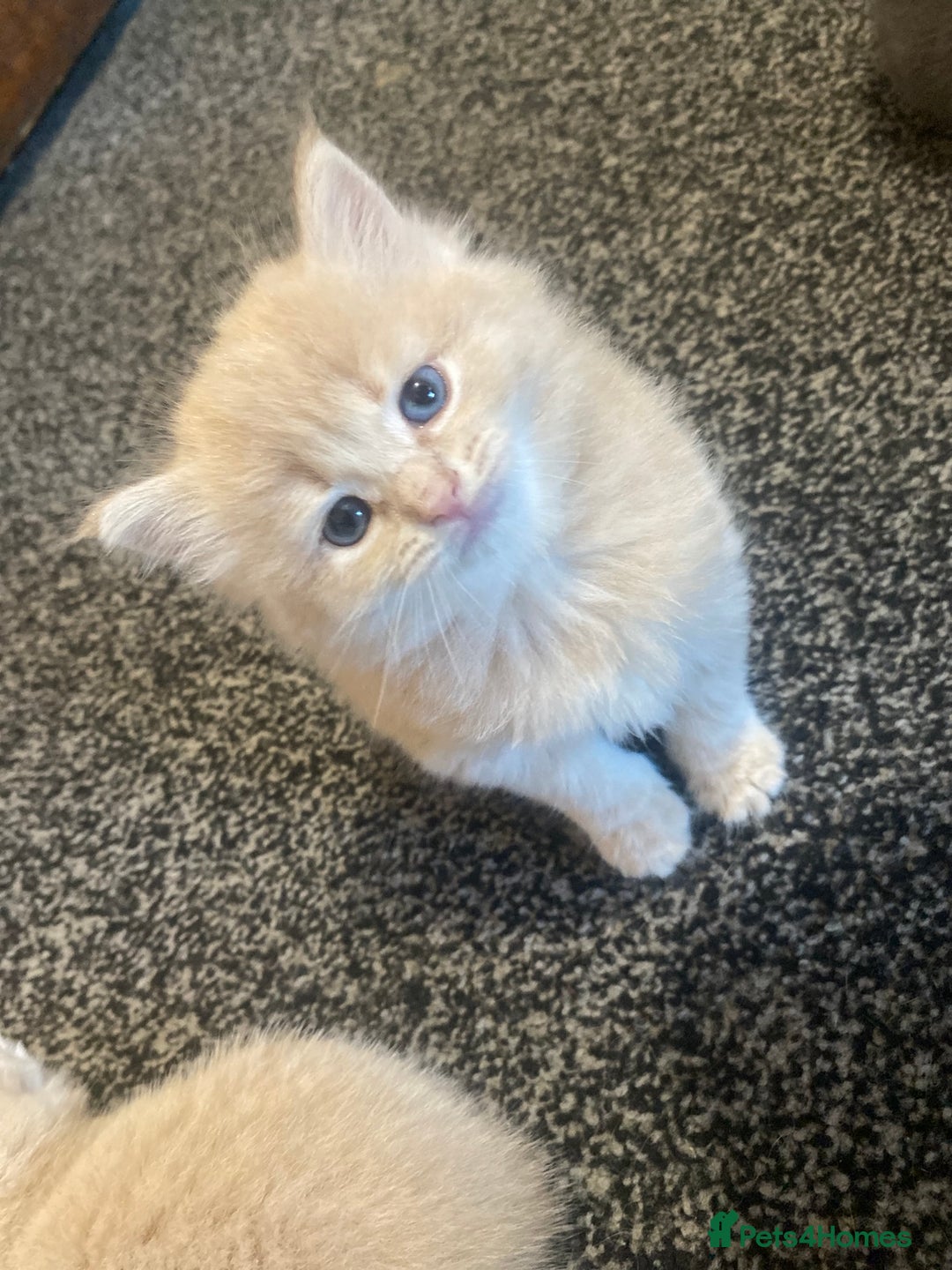 Mixed Breed cats for sale: 5 beautiful kittens  - Image 7