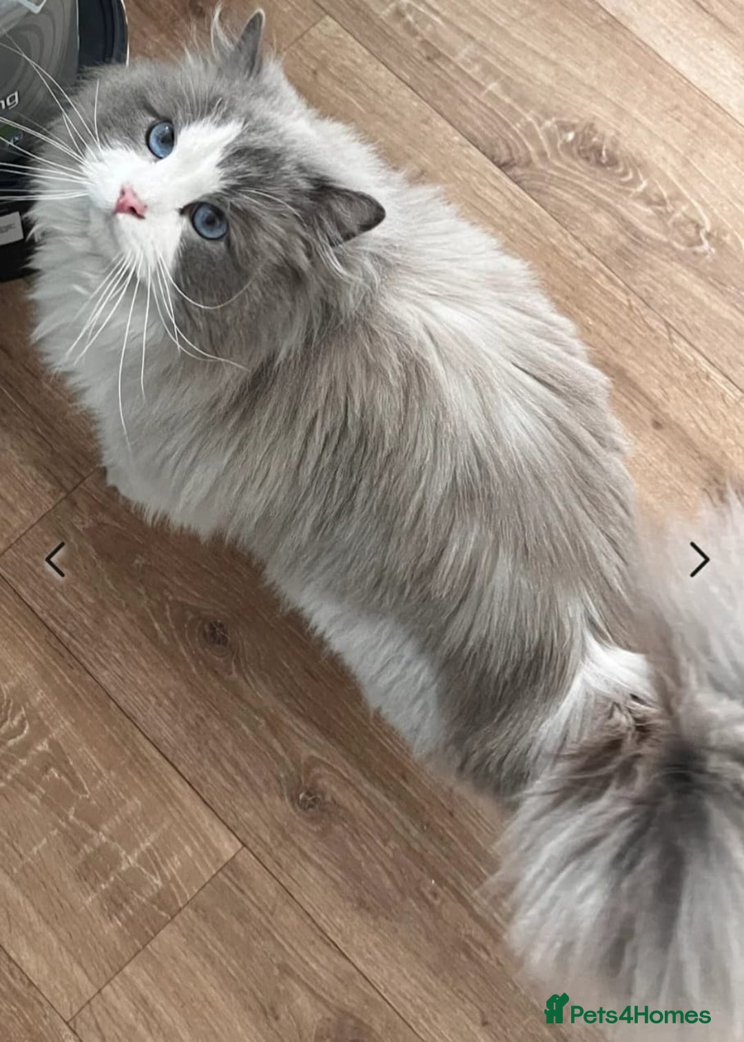 Mixed Breed cats for sale: Beautiful Kittens British ShorthairxRagdoll - Image 18