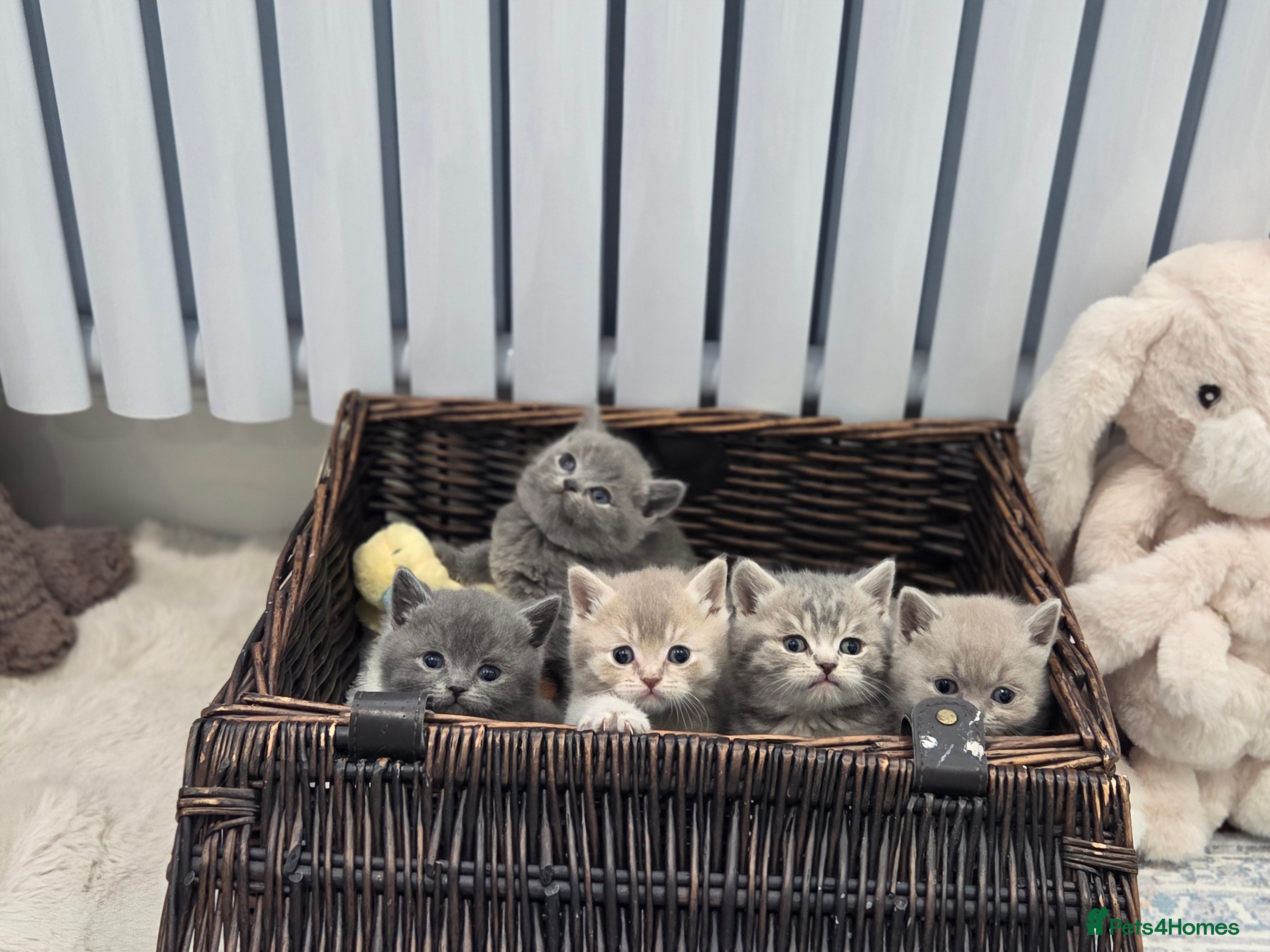 British Shorthair cats Gorgeous Pure Breed British Shorthair Kittens - Advert 2