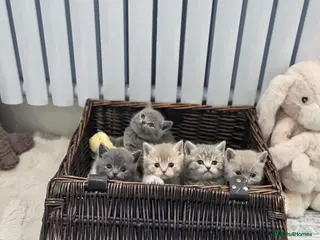British Shorthair cats Gorgeous Pure Breed British Shorthair Kittens - Advert 2