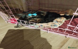 Yorkshire Terrier dogs for sale: 💝💝💝Both sides many champions 💝💝💝 in Leeds - Image 12