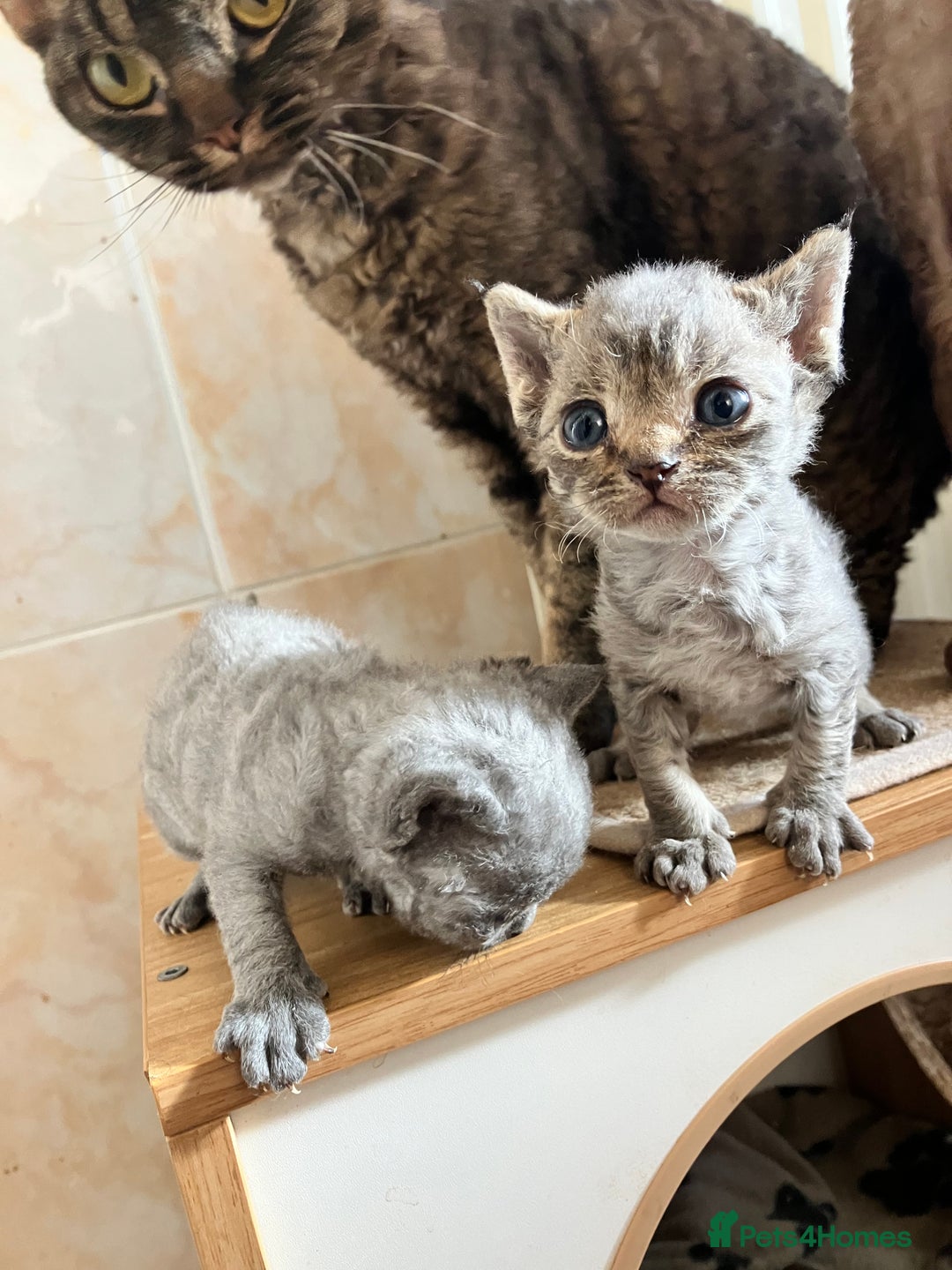 Devon Rex cats for sale: GCCF registered - Devon Rex Kittens - Advert 22