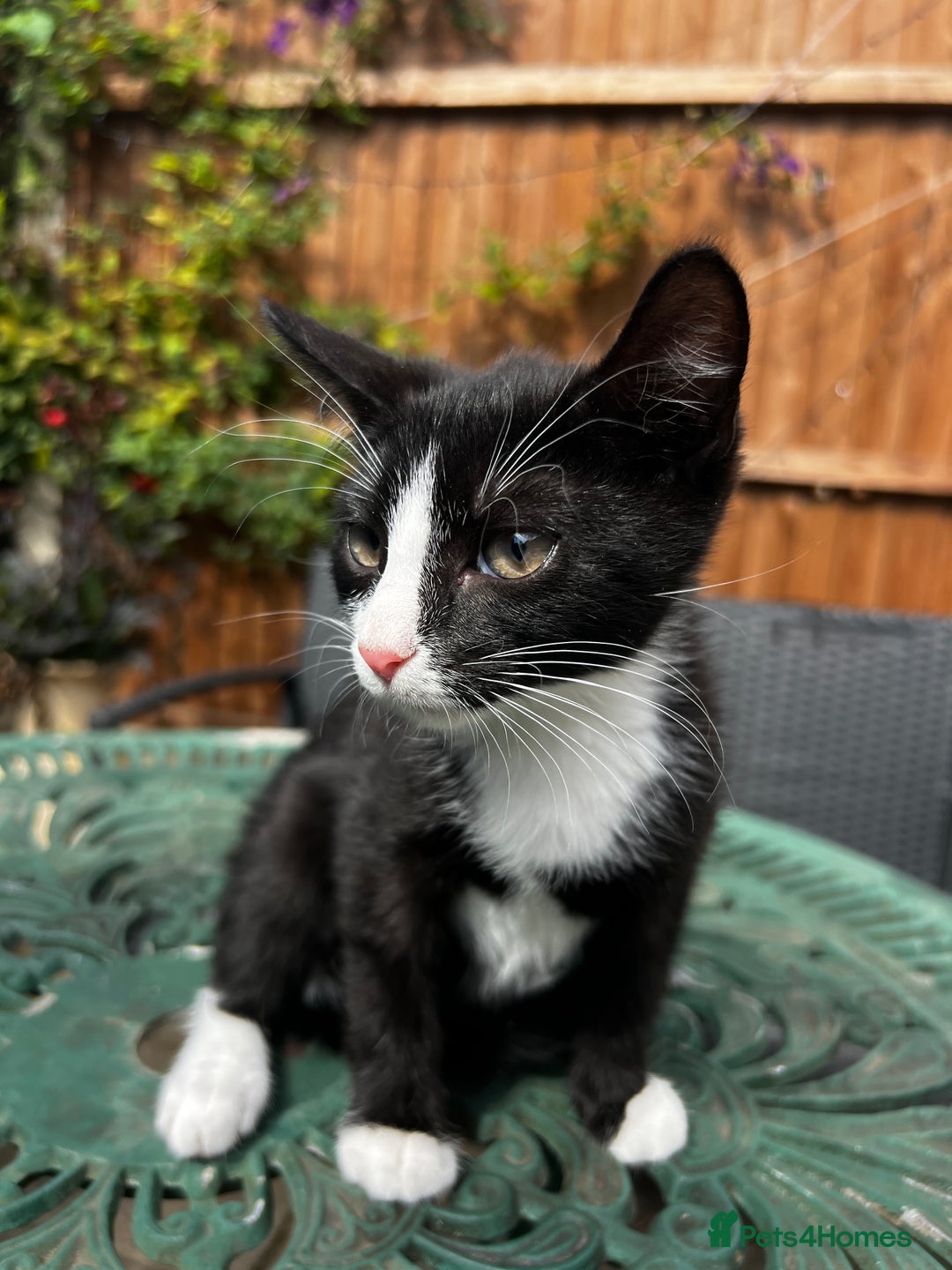 Turkish Angora cats for sale: ⭐️ Beautiful Turkish Angora X Bengal kittens ⭐️ - Image 23