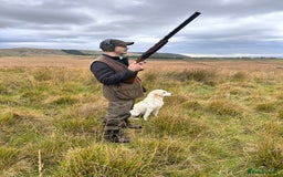 Labrador Retriever dogs for stud: Proven Yellow Labrador Gundog Stud - health tested in Chorley - Image 5