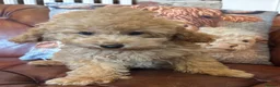 Miniature Poodle dogs for sale: FOUR BEAUTIFUL APRICOT MINIATURE POODLE PUPPIES - Advert 18