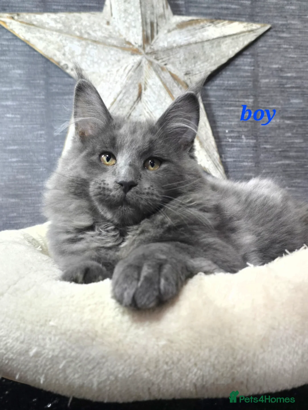 Maine Coon cats for sale: Gccf registered maine coon babies blue smoke - Advert 9