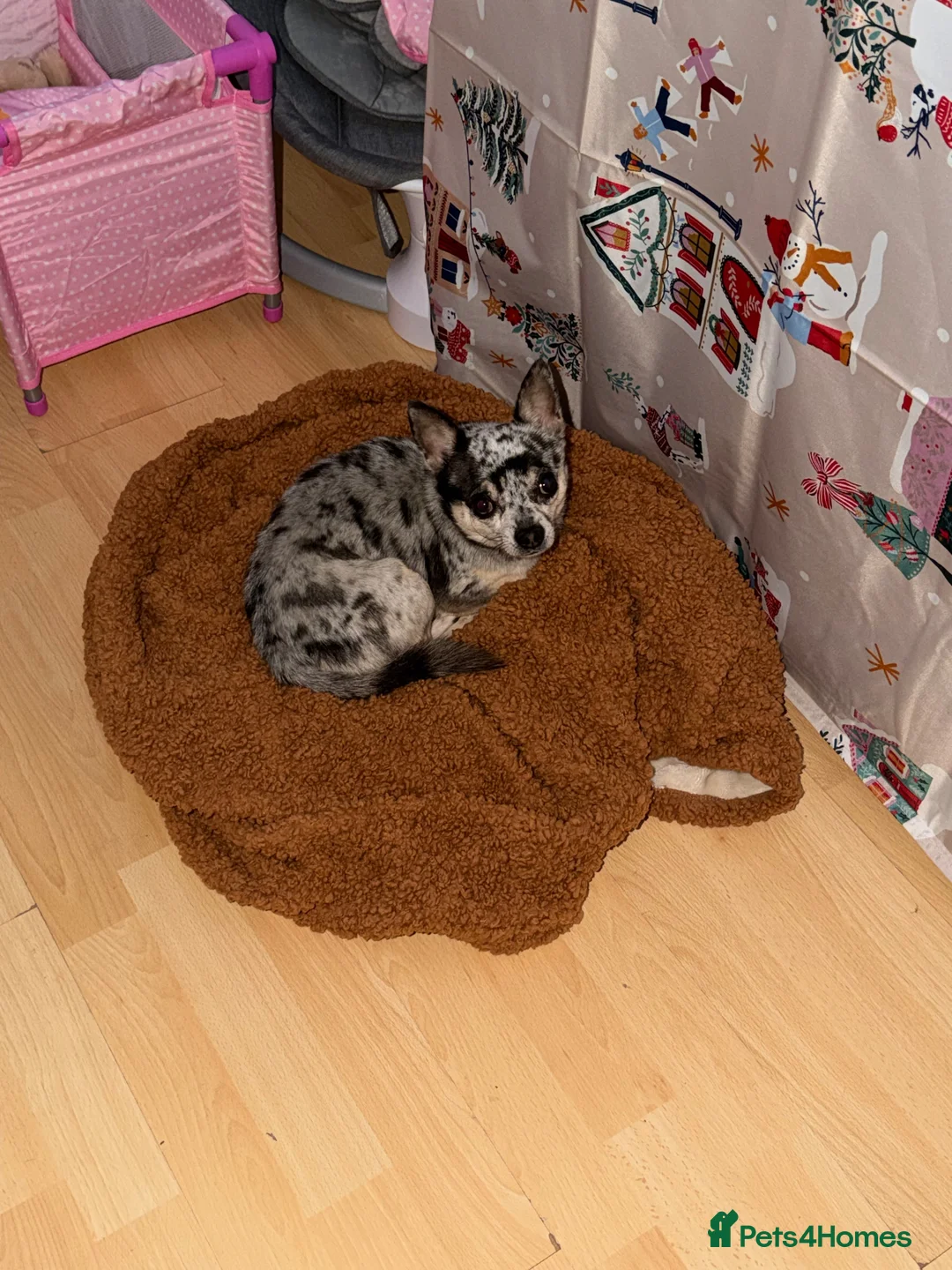 Chihuahua dogs for stud: Proven Chihuahua Stud – Simba (Experienced) - Advert 18