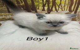 British Shorthair cats for sale: British shorthair kittens  - Image 1