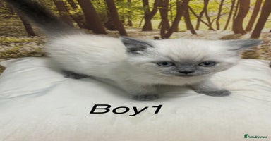 British Shorthair cats - Advert 5