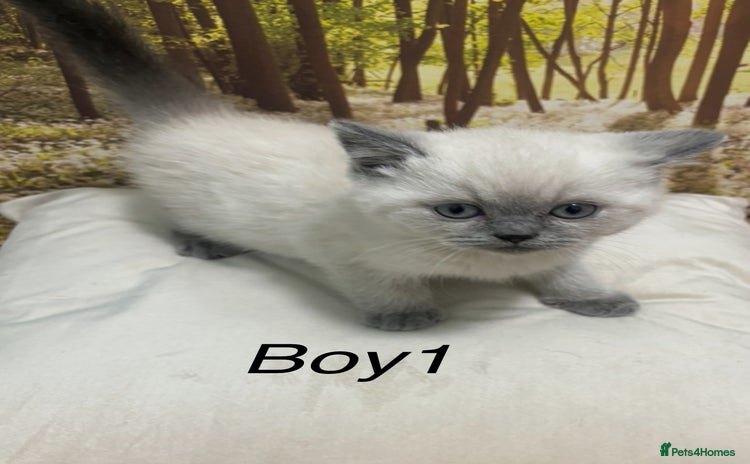 British Shorthair cats - Advert 11