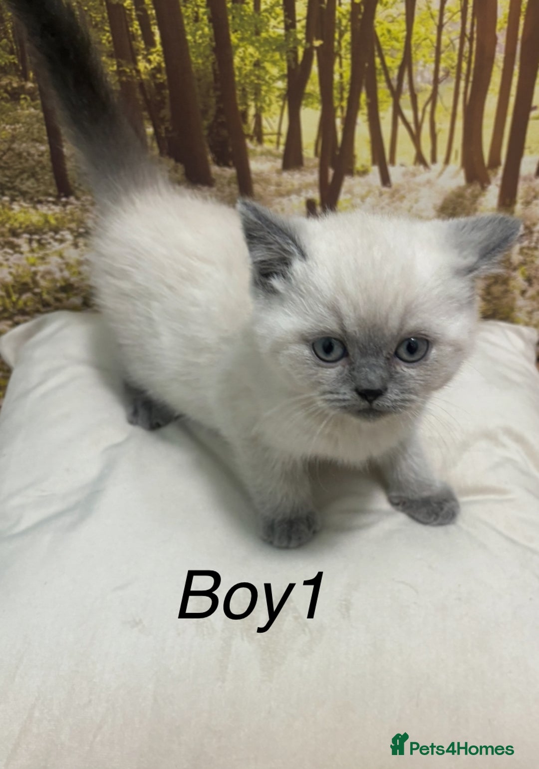 British Shorthair cats for sale: British shorthair kittens  - Image 1