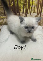 British Shorthair cats - Advert 9