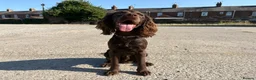 Cocker Spaniel dogs for sale: Make cocker spaniel  - Advert 5