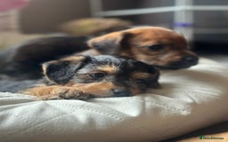 Mixed Breed dogs for sale: Gorgeous Plummer Terrier X Toy Poodle - Image 2