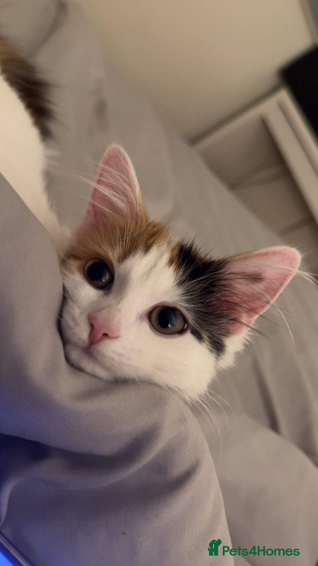 Mixed Breed cats for sale: Beautiful Calico Long-Haired Indoor Cat - Advert 5