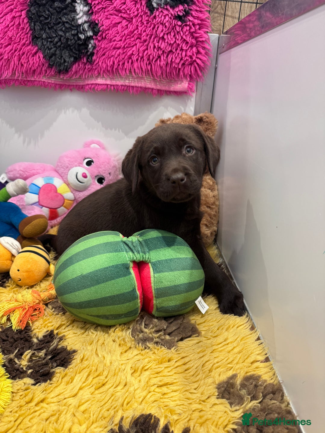 Labrador Retriever dogs for sale: Outstanding Quailty Chocolate Labrador Puppies - Advert 8