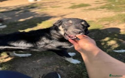 Mixed Breed dogs for adoption: GIZMO - a Lovely young boy for a Loving Home - Image 18