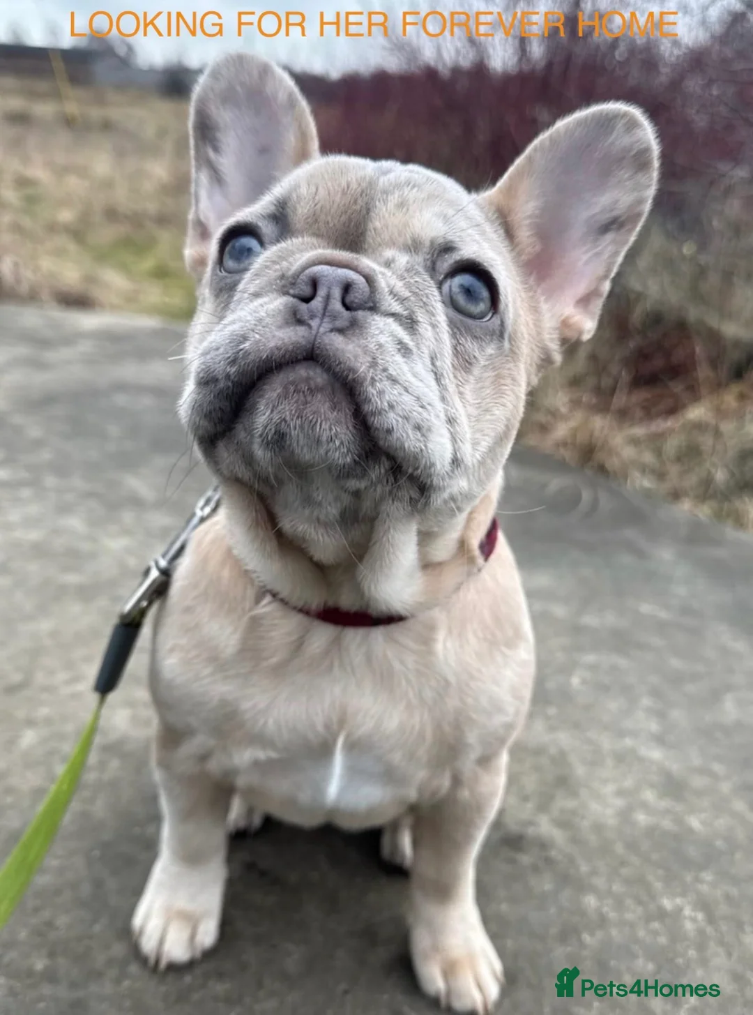French Bulldog dogs for sale: 1 GIRL REMAINING FROM LITTER OF 5 FRENCH BULLDOGS  - Advert 1