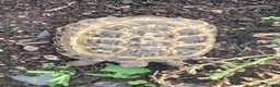 Tortoise reptiles for sale: 3 year old Horsefield Tortoise - Advert 2