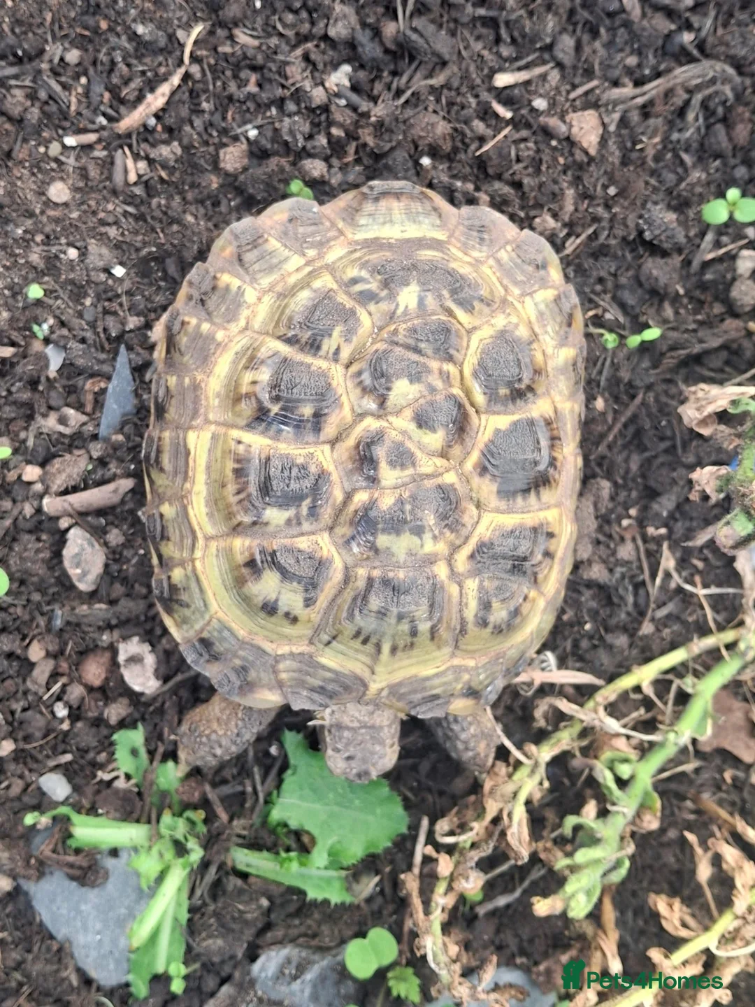 Tortoise reptiles for sale: 3 year old Horsefield Tortoise - Advert 2