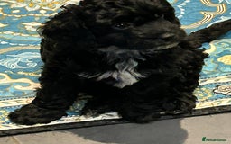 Cockapoo dogs for sale: F2 Cockapoo Puppies - Image 10