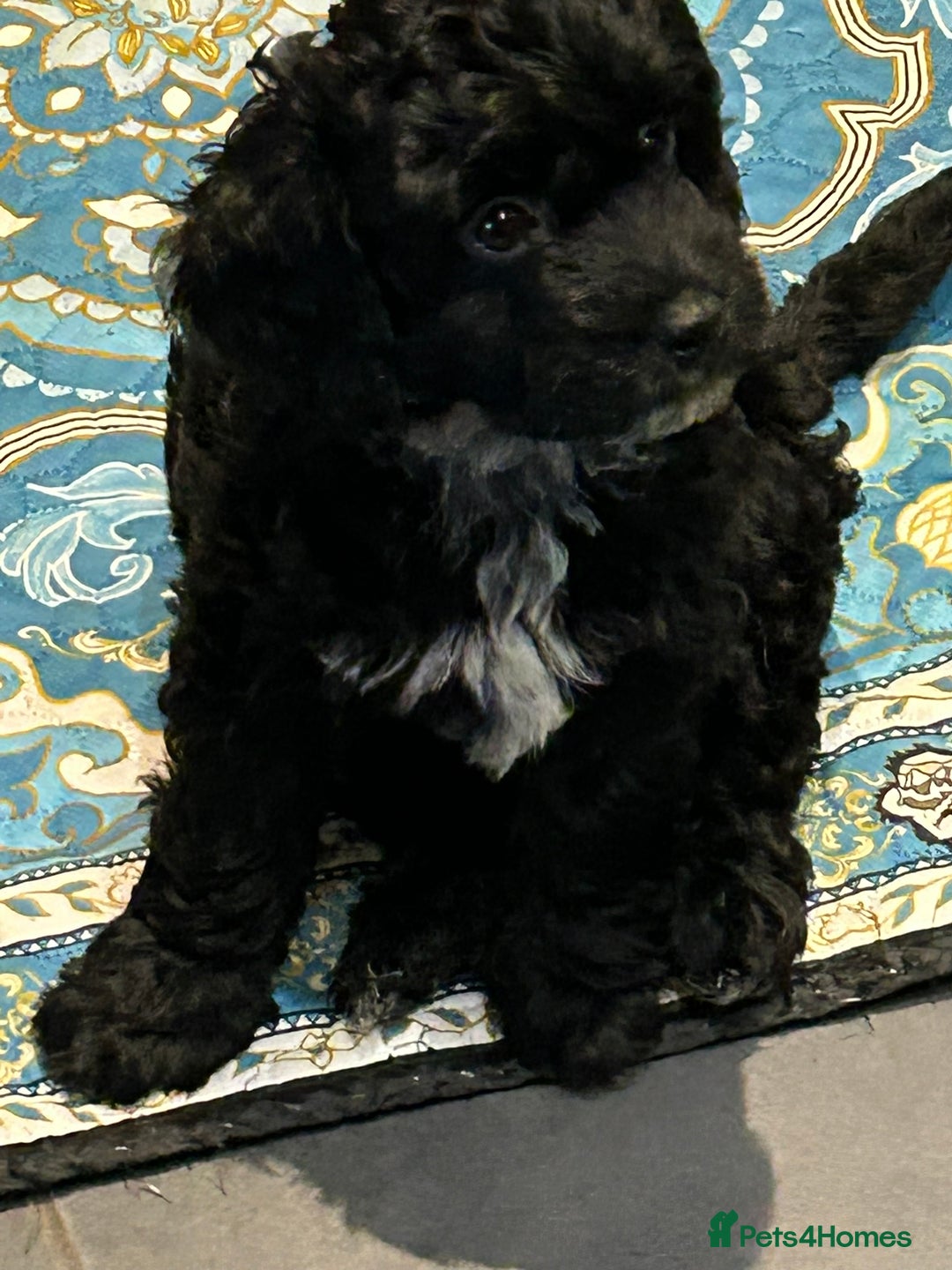 Cockapoo dogs for sale: F2 Cockapoo Puppies - Image 10
