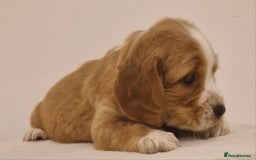 Cocker Spaniel dogs for sale: Cocker spaniel pups for sale  - Image 12
