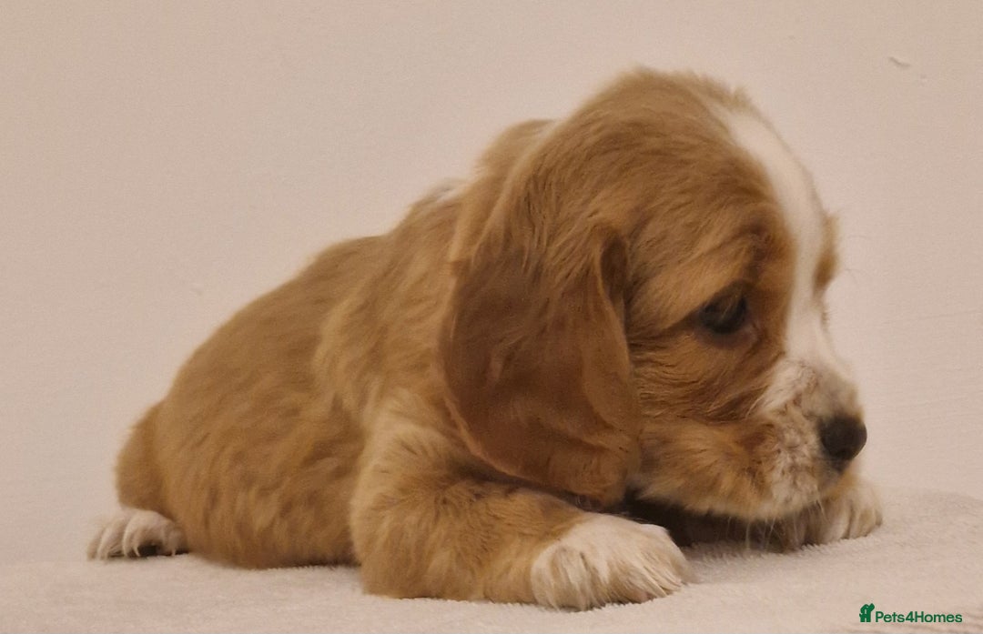 Cocker Spaniel dogs for sale: Cocker spaniel pups for sale  - Image 12