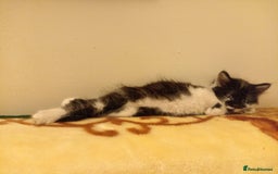 Mixed Breed cats for sale: 5 gorgeous fluffy tuxedo kittens - Image 12
