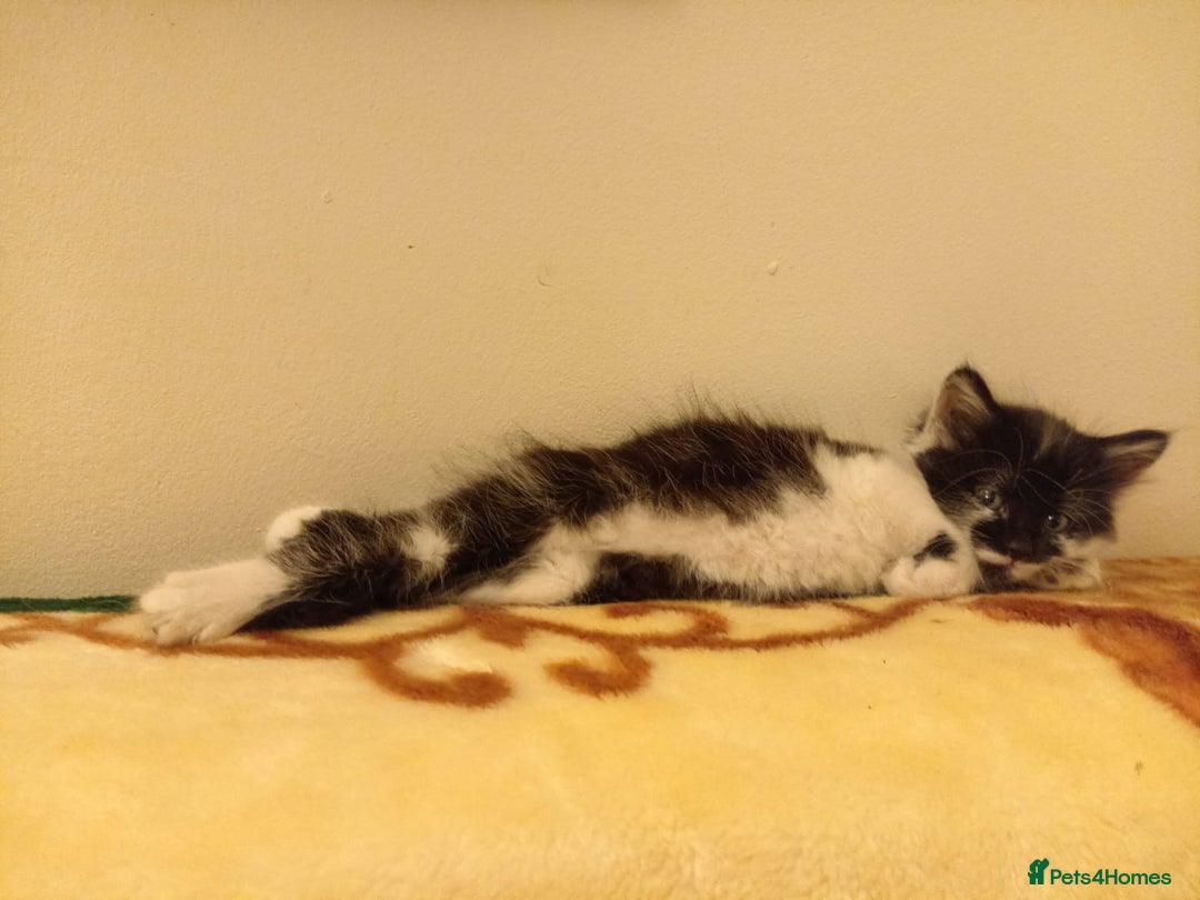 Mixed Breed cats for sale: 5 gorgeous fluffy tuxedo kittens - Image 12