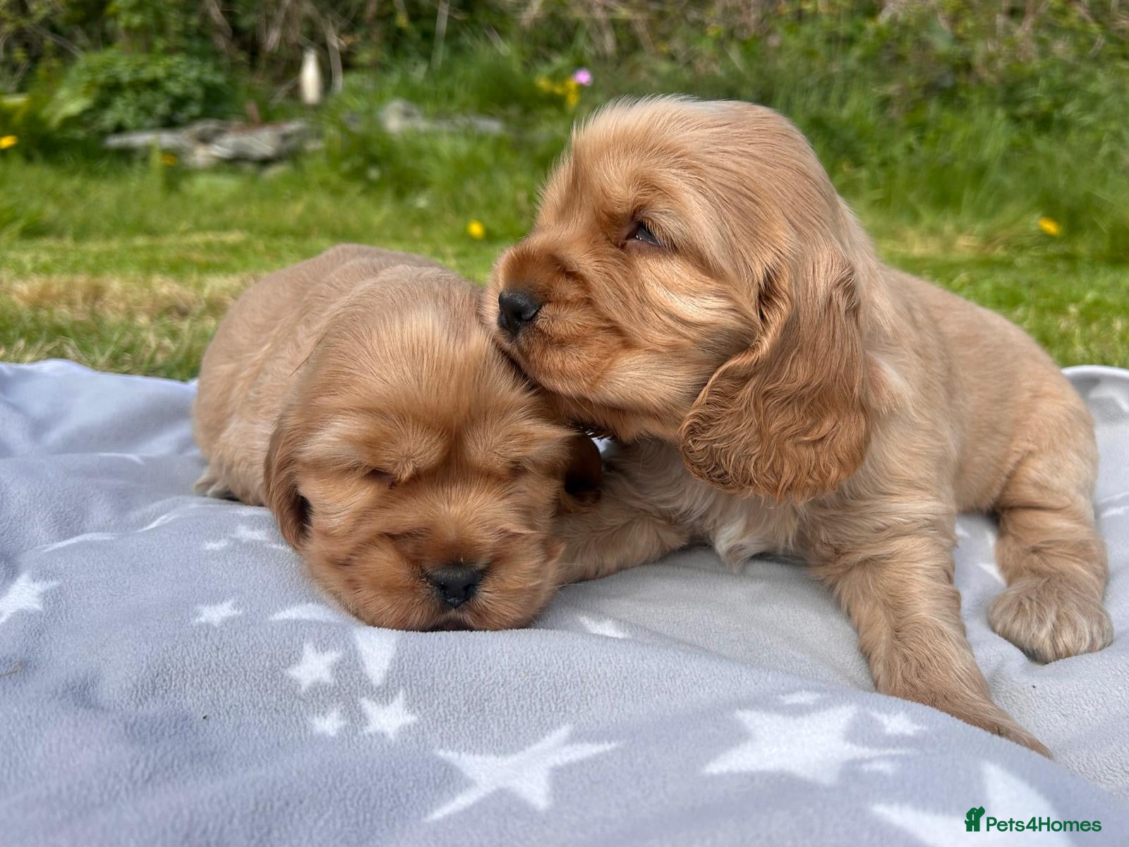 Cocker Spaniel dogs KC Show Type Cocker Spaniel Puppies  - Advert 5
