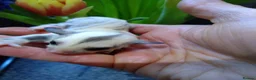 Sugar Glider rodents for sale: Stunning sugar gliders  - Advert 4