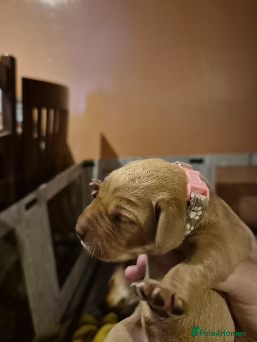 Labrador Retriever dogs for sale: KC Registered Pedigree Labrador Retriever Puppies - Advert 26