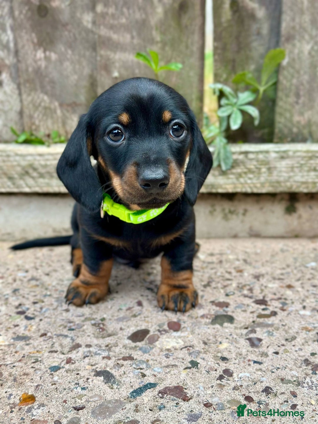 Miniature Dachshund dogs for sale: Miniature Smooth-Haired Dachshunds  - Image 18