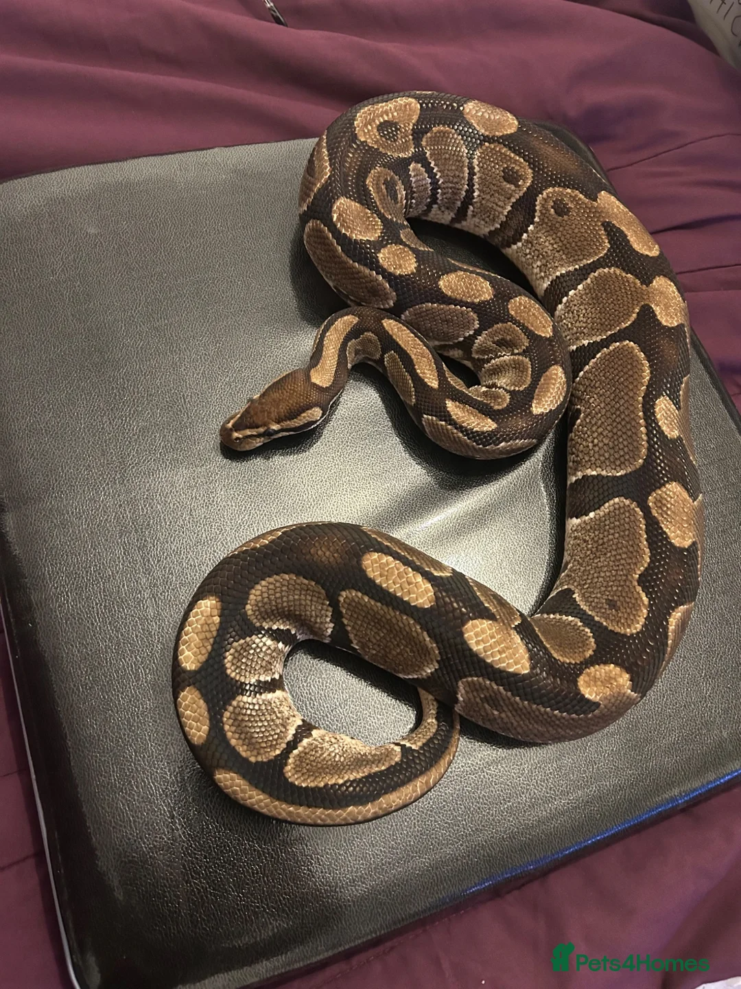 Python Snake reptiles for sale: Adult male ball python for sale  - Advert 2