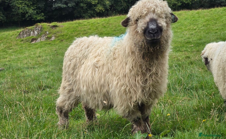 Sheep livestock - Advert 1