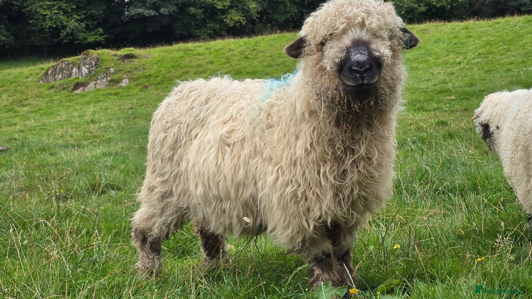 Sheep livestock for sale: Dartmoor cross valais  - Image 1