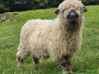 Sheep livestock - Advert 20