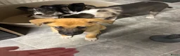 Mixed Breed dogs for sale: Malinios x Collie  - Advert 14