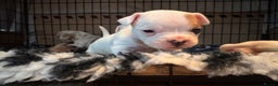 Mixed Breed dogs for sale: French bulldog x American bulldog Ready Now  - Advert 8