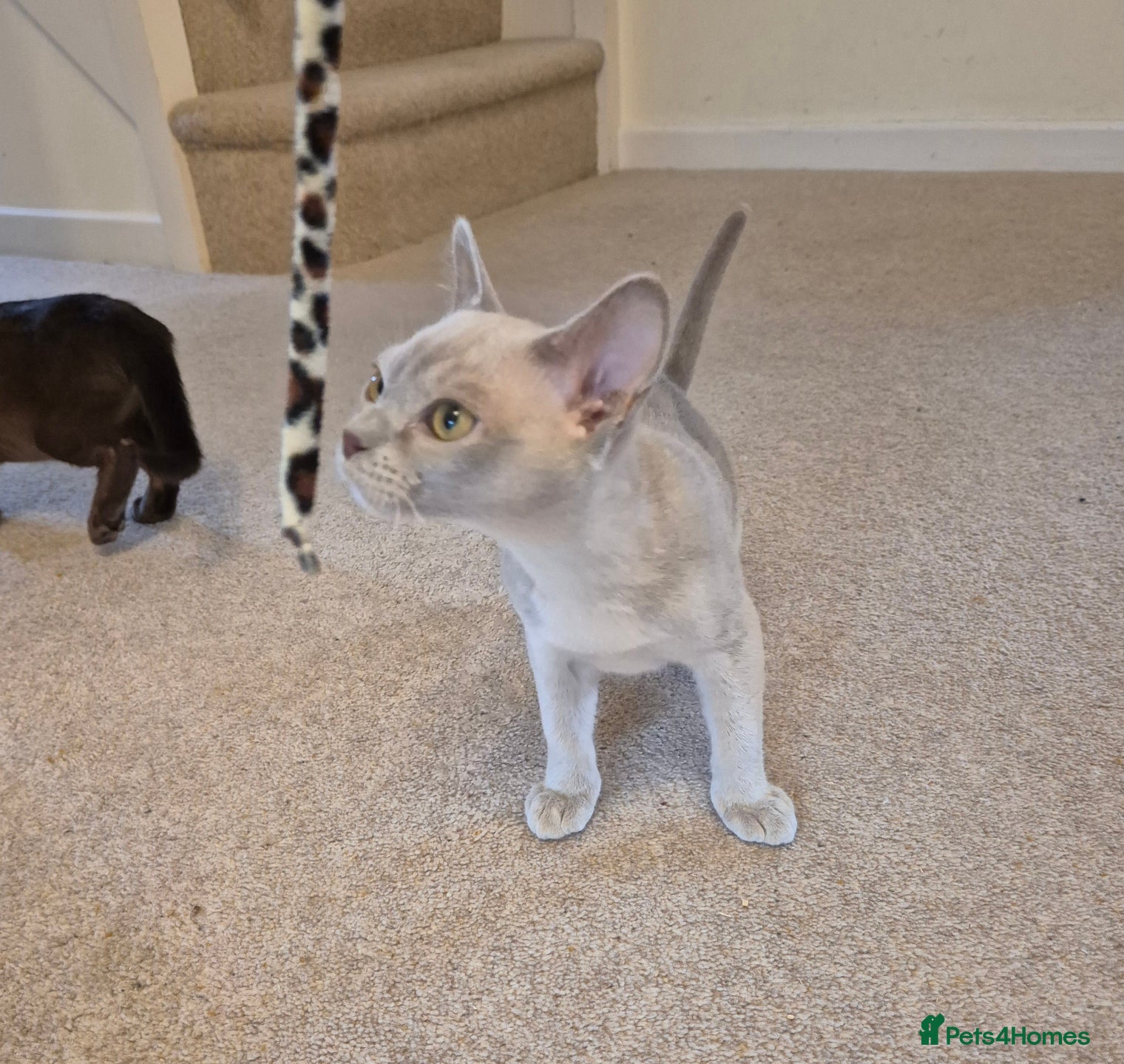Burmese cats for sale: Pedigree Burmese Kittens Available - Advert 15