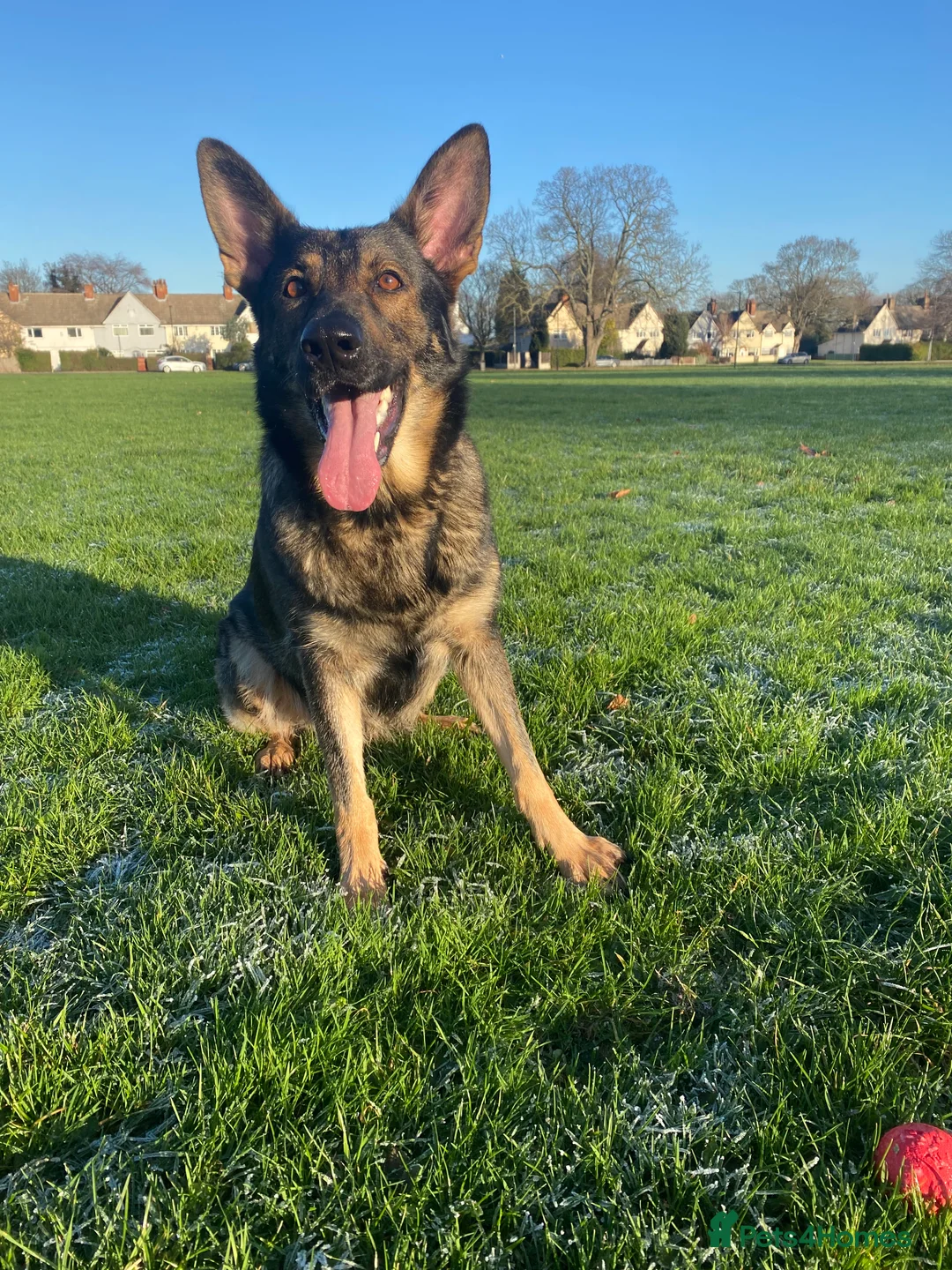 German Shepherd dogs for sale: 5 year old - working line German shepherd  - Advert 2