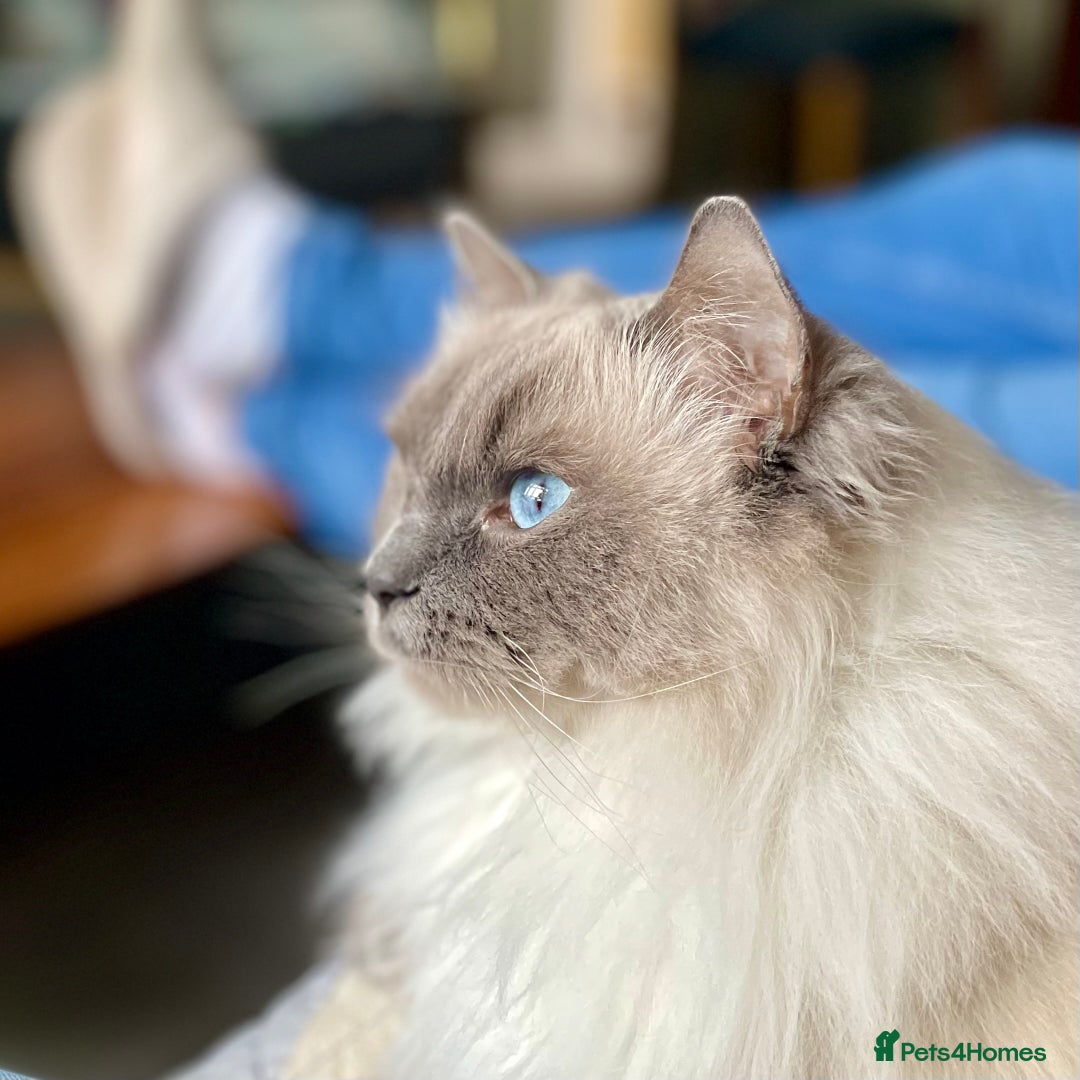 Ragdoll cats for sale: Rehoming our beautiful girl  - Image 5
