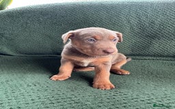 Australian Kelpie dogs for sale: Australian Kelpie Puppies WKC Registered - Image 28