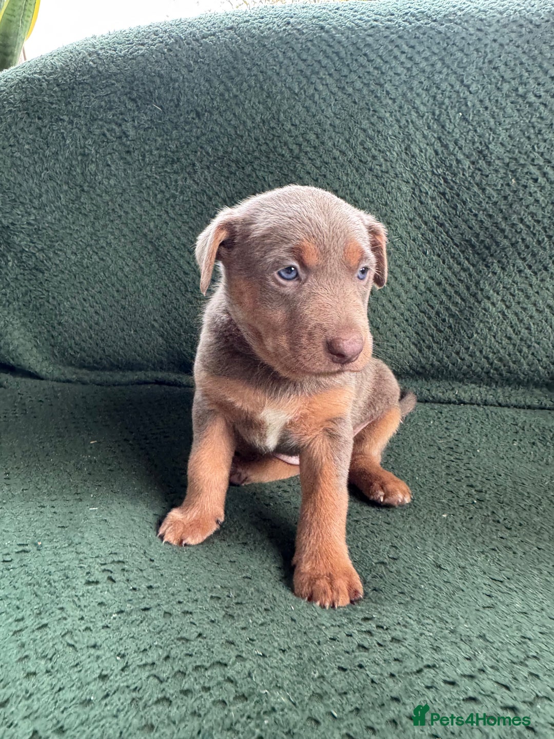 Australian Kelpie dogs for sale: Australian Kelpie Puppies WKC Registered - Image 28