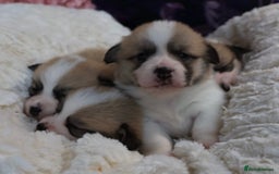 Welsh Corgi Pembroke dogs for sale: Show quality puppies - Image 16
