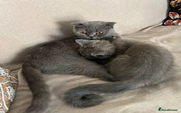 British Shorthair cats for sale: British Shorthair Kitten - Image 7