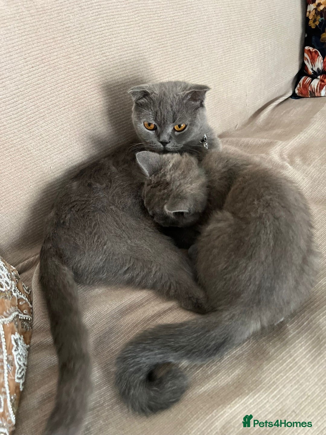 British Shorthair cats for sale: British Shorthair Kitten - Image 7